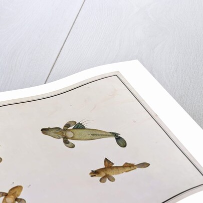 Mud Fish, Bloodo chiena, Bloodo La-ore by School Chinese