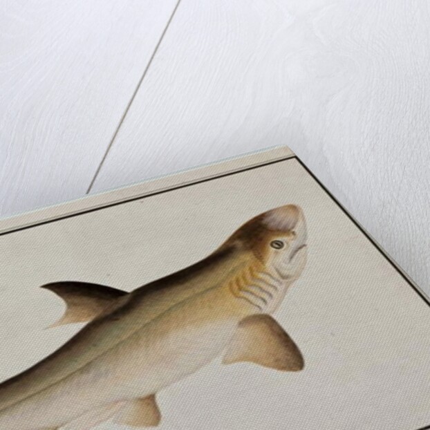 Shark, Eekan Ee-oo by School Chinese