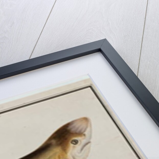 Shark, Eekan Ee-oo by School Chinese