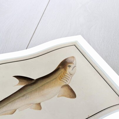 Shark, Eekan Ee-oo by School Chinese