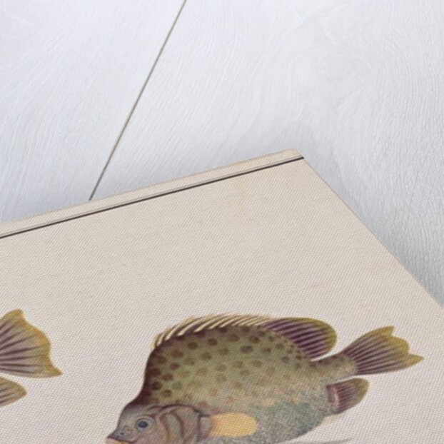 Spotted Scat by School Chinese