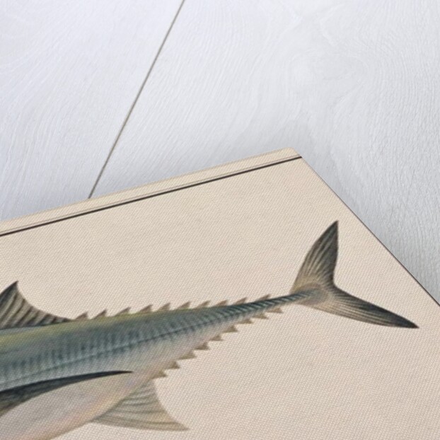 Hardtail Scad by School Chinese