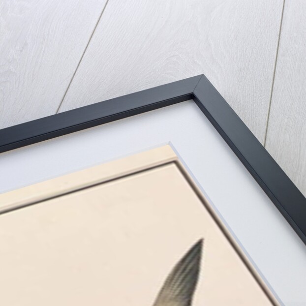 Hardtail Scad by School Chinese