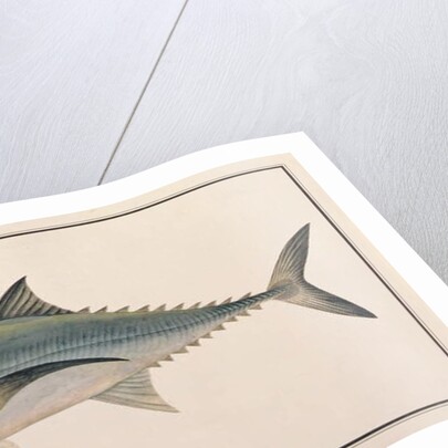 Hardtail Scad by School Chinese