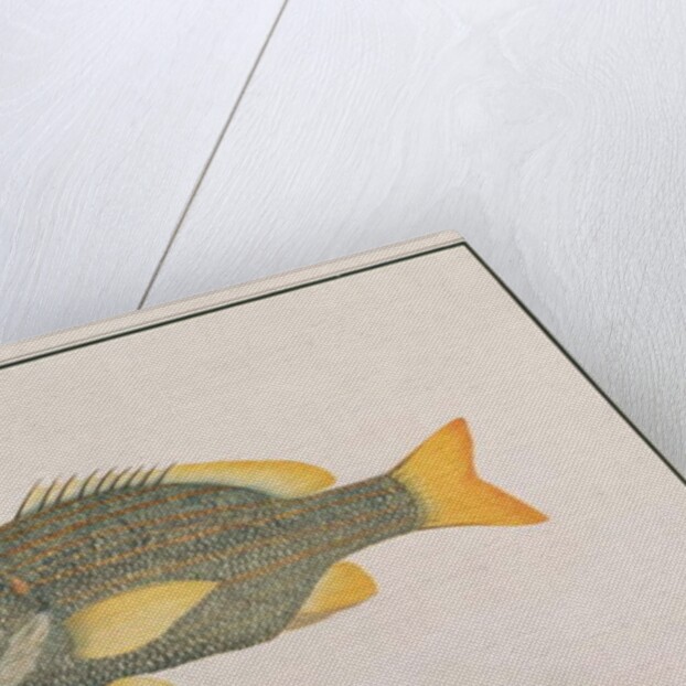 Spanish Flag Snapper by School Chinese