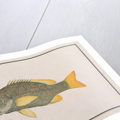 Spanish Flag Snapper by School Chinese