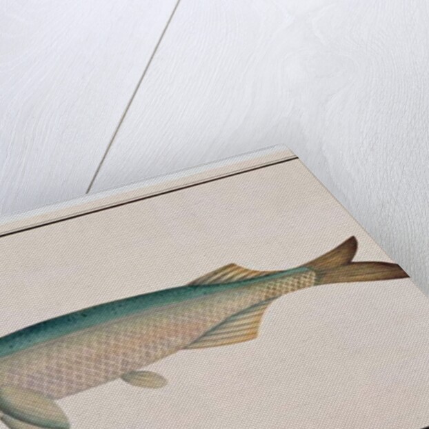 Eekan Todah Pindik by School Chinese