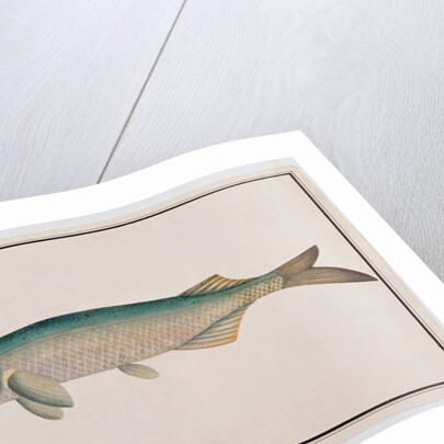 Eekan Todah Pindik by School Chinese