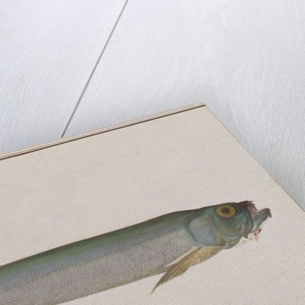 Dorab Wolf-herring by School Chinese