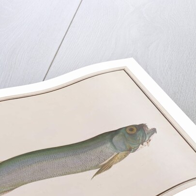 Dorab Wolf-herring by School Chinese