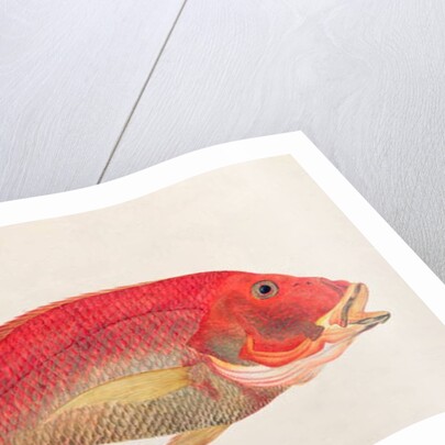 Eekan Bambangan by School Chinese