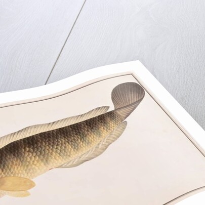 Common Snakehead by School Chinese