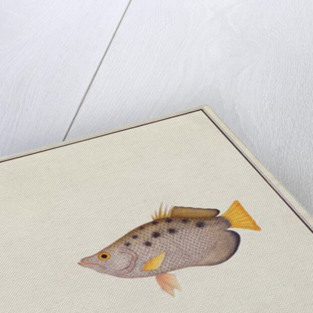 Spotted Archerfish by School Chinese