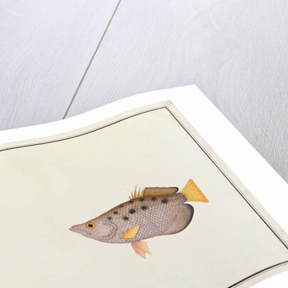 Spotted Archerfish by School Chinese