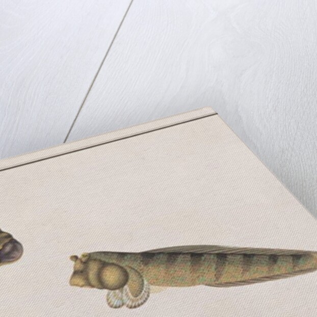 Dragon Mudskipper by School Chinese