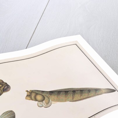 Dragon Mudskipper by School Chinese