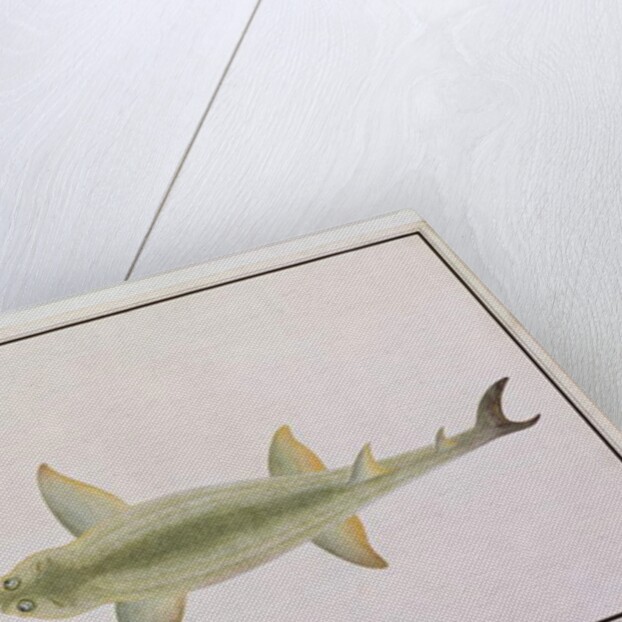 Sword Snouted Shark, Eeu parrang, Squalus poristis by School Chinese