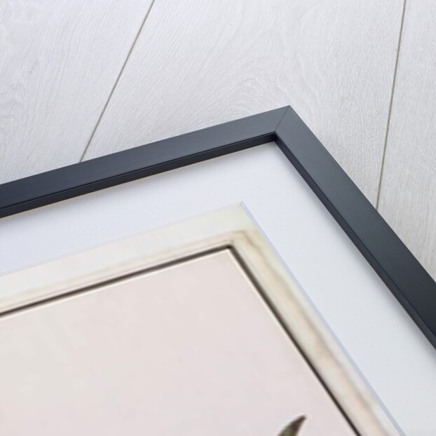 Sword Snouted Shark, Eeu parrang, Squalus poristis by School Chinese