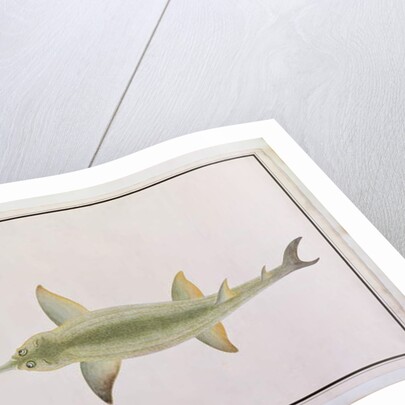 Sword Snouted Shark, Eeu parrang, Squalus poristis by School Chinese