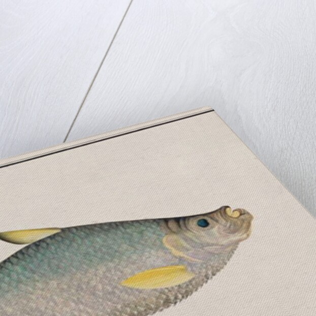 Ilisha by School Chinese