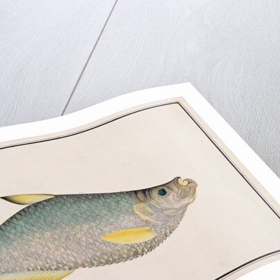 Ilisha by School Chinese