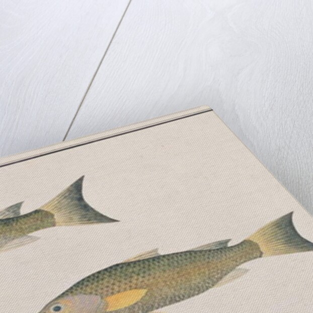 Grey Mullet by School Chinese