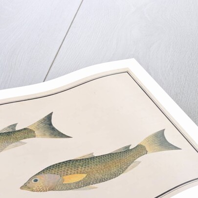 Grey Mullet by School Chinese