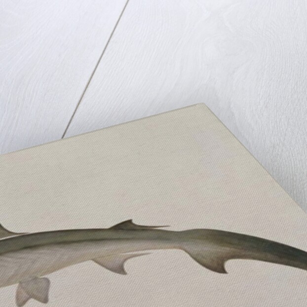 Eeoo Tando by School Chinese