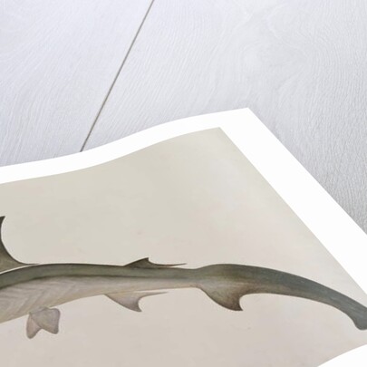 Eeoo Tando by School Chinese