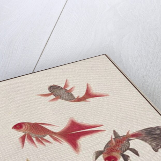 Gold and Silver Fish by School Chinese