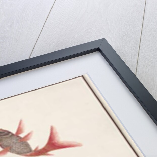 Gold and Silver Fish by School Chinese