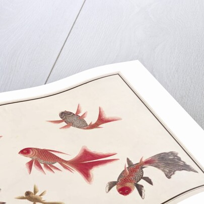 Gold and Silver Fish by School Chinese