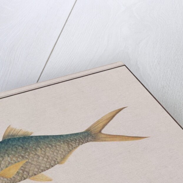 Shad by School Chinese