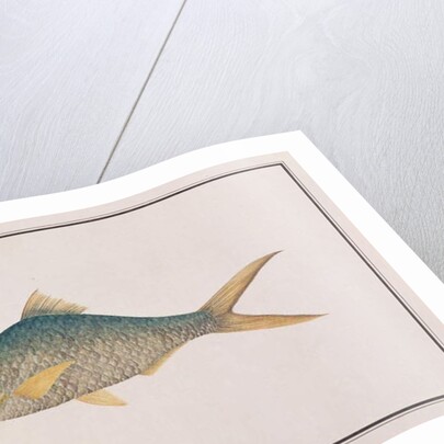 Shad by School Chinese