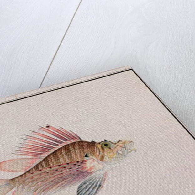 Eekan Linqah Singah by School Chinese