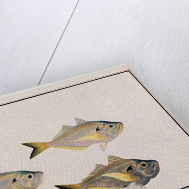 Kasee Madoo by School Chinese