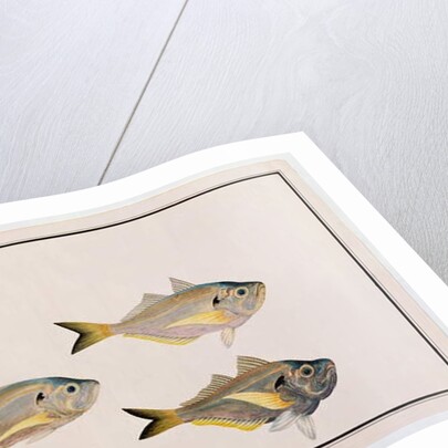 Kasee Madoo by School Chinese