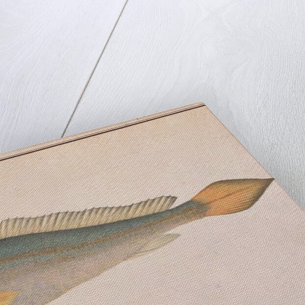 Bronze Croaker by School Chinese