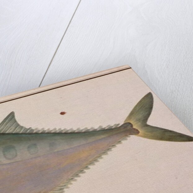 Talang Queenfish by School Chinese