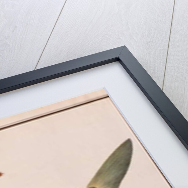 Talang Queenfish by School Chinese