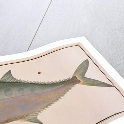 Talang Queenfish by School Chinese