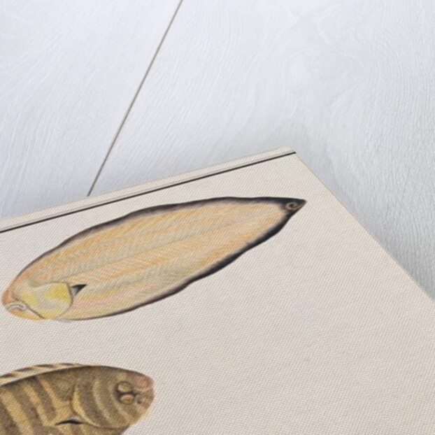 Zebra Sole by School Chinese