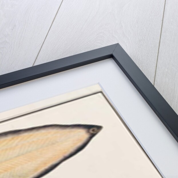 Zebra Sole by School Chinese