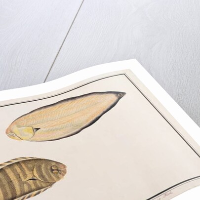 Zebra Sole by School Chinese