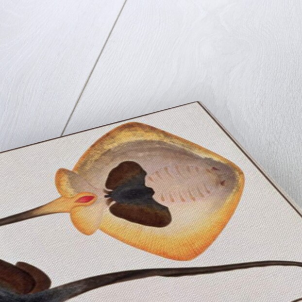 Thorn Back Fish, Parie Eetam by School Chinese