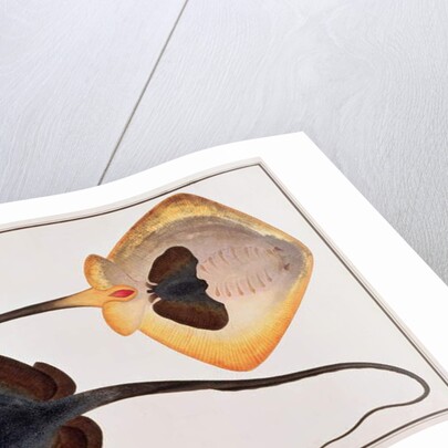 Thorn Back Fish, Parie Eetam by School Chinese