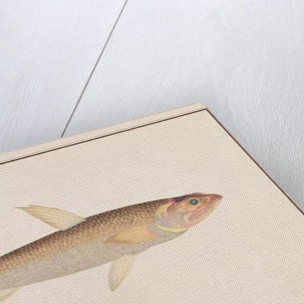 Lizardfish by School Chinese