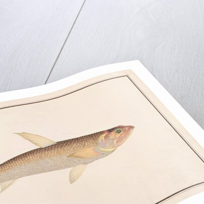 Lizardfish by School Chinese