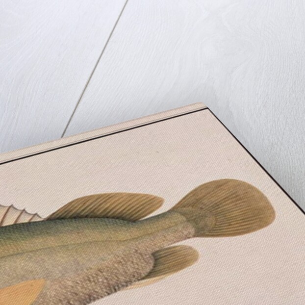 Giant Sea Perch by School Chinese