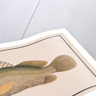 Giant Sea Perch by School Chinese